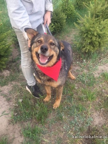 stefan-kochany-i-wesoly-psiak-szuka-domu-43402-kalisz.jpg