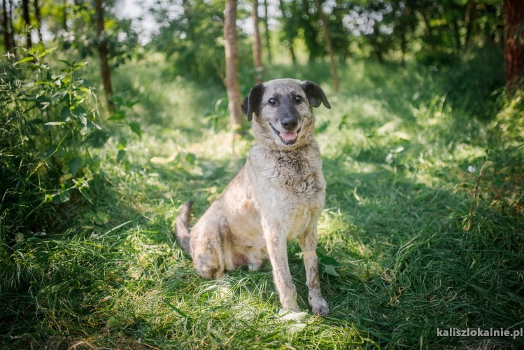 noe-golebie-serce-cudowny-psiak-do-pokochania-43411-kalisz.jpg