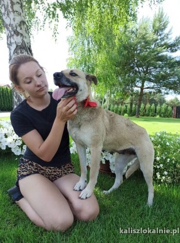 chmurka-domowa-rodzinna-sunia-do-pokochania-43455-kalisz.jpg