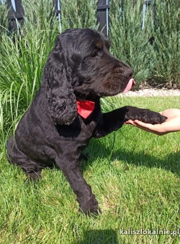 fado-pelen-energii-cudny-psiak-w-typie-spaniela-43456-sprzedam.jpg