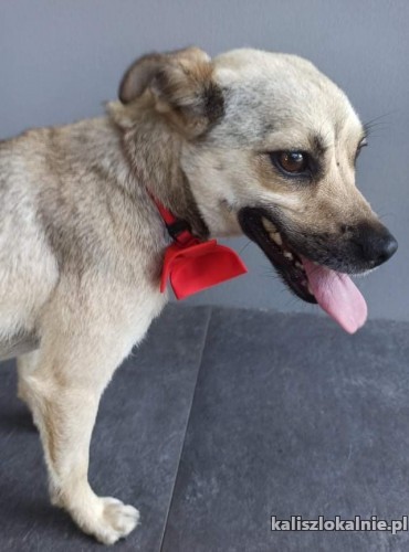 madera-kochana-niewielka-sunia-szuka-kochajacego-domu-43457-psy.jpg