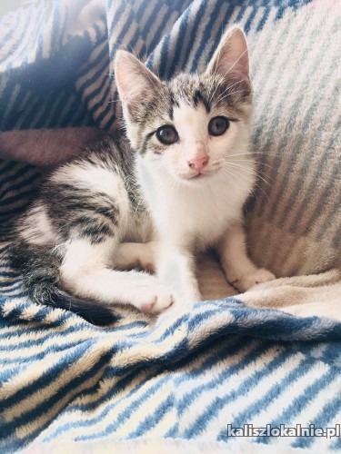 8-tygodniowe-super-kocieta-szukaja-domow-43504-kalisz.jpg