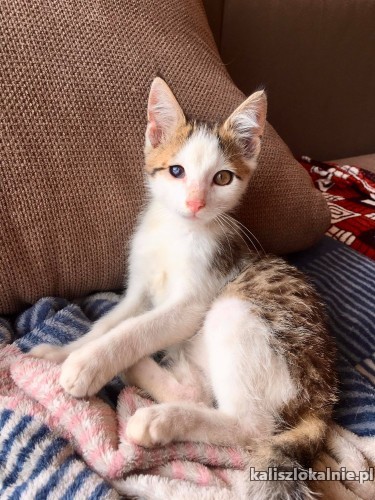 8-tygodniowe-super-kocieta-szukaja-domow-43504-sprzedam.jpg