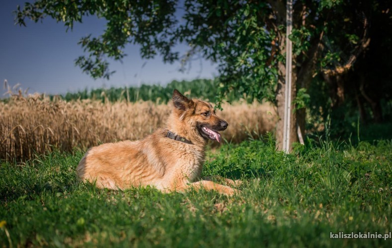 aza-wesola-piekna-sunia-owczarka-do-pokochania-43515-kalisz-do-sprzedania.jpg