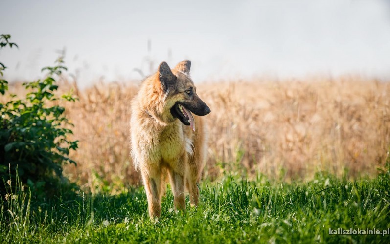 aza-wesola-piekna-sunia-owczarka-do-pokochania-43515-kalisz-foto.jpg