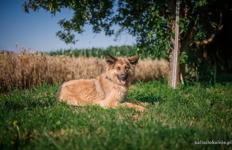 aza-wesola-piekna-sunia-owczarka-do-pokochania-43515-kalisz.jpg