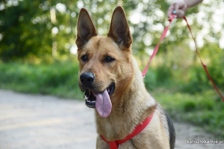 dakota-mloda-pojetna-i-przyjazna-sunia-owczarek-adopcja-43526-kalisz-na-sprzedaz.jpg