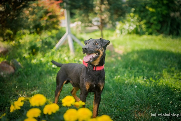 fado-energiczny-terrier-szuka-aktywnego-domu-43533-kalisz-do-sprzedania.jpg