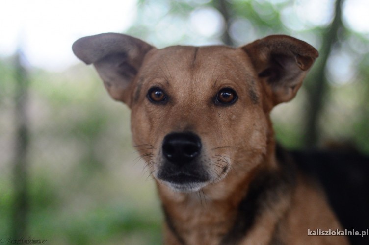 aron-niesmialy-psiak-szuka-cierpliwego-domu-43540-kalisz-foto.jpg