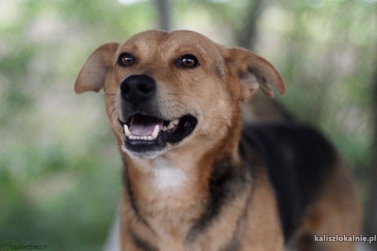 aron-niesmialy-psiak-szuka-cierpliwego-domu-43540-kalisz.jpg