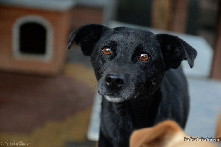 aura-czarna-perelka-przyjazna-niekonfliktowa-sunia-43542-kalisz-foto.jpg
