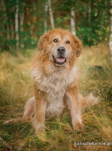 lucky-zloty-pies-o-zlotym-sercu-szuka-domu-43609-kalisz-foto.jpg