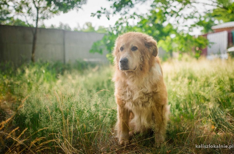 lucky-zloty-pies-o-zlotym-sercu-szuka-domu-43609-kalisz-na-sprzedaz.jpg