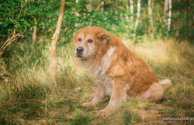 lucky-zloty-pies-o-zlotym-sercu-szuka-domu-43609-zdjecia.jpg