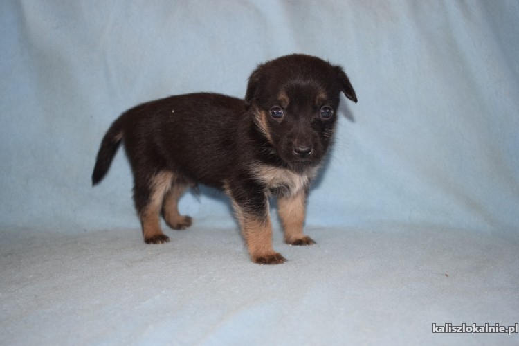 malutkie-szczeniaki-szukaja-odpowiedzialnych-domow-43673-kalisz-do-sprzedania.jpg
