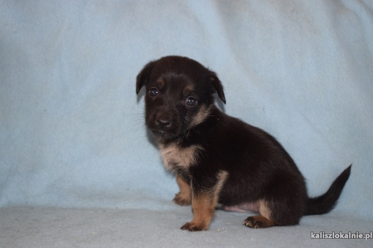 malutkie-szczeniaki-szukaja-odpowiedzialnych-domow-43673-kalisz-foto.jpg