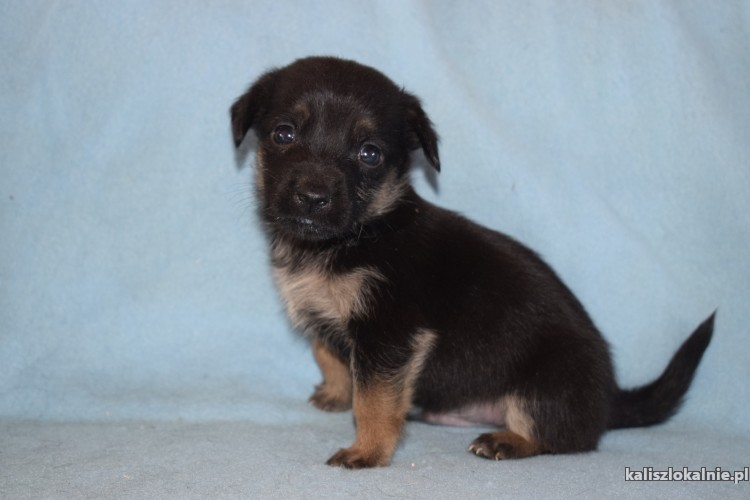 malutkie-szczeniaki-szukaja-odpowiedzialnych-domow-43673-kalisz-na-sprzedaz.jpg