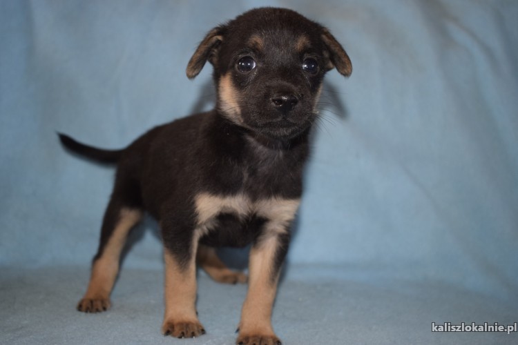 malutkie-szczeniaki-szukaja-odpowiedzialnych-domow-43673-kalisz.jpg