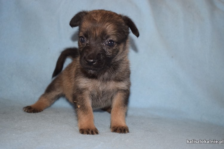 malutkie-szczeniaki-szukaja-odpowiedzialnych-domow-43673-psy.jpg