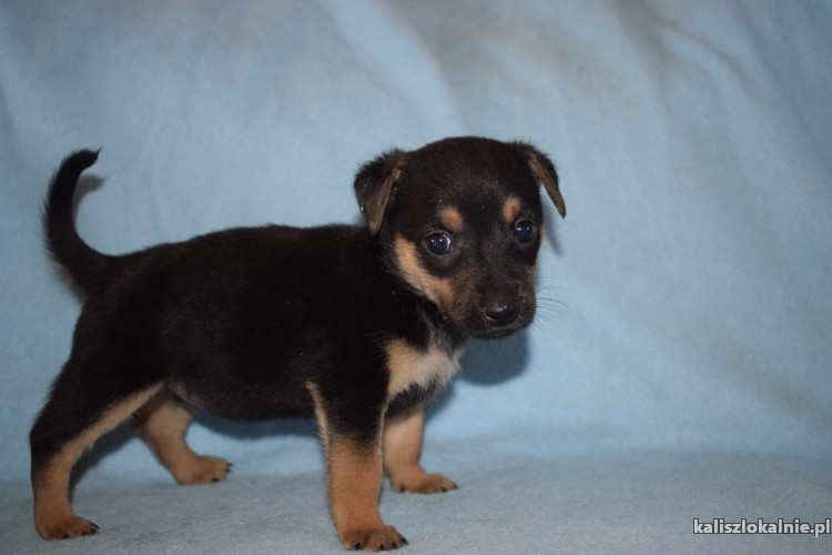 malutkie-szczeniaki-szukaja-odpowiedzialnych-domow-43673-sprzedam.jpg