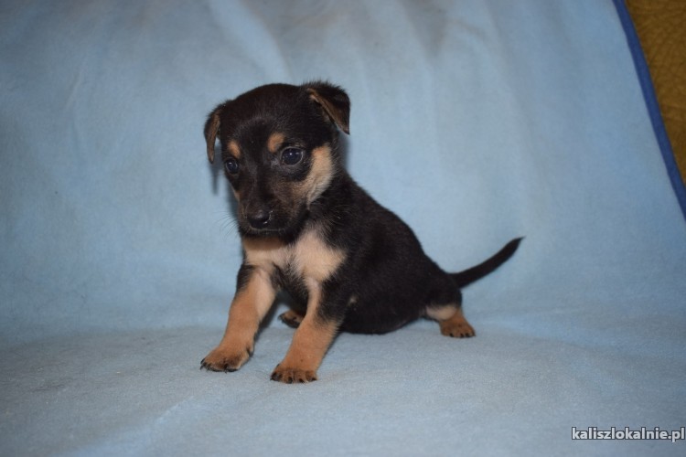 malutkie-szczeniaki-szukaja-odpowiedzialnych-domow-43673-zdjecia.jpg
