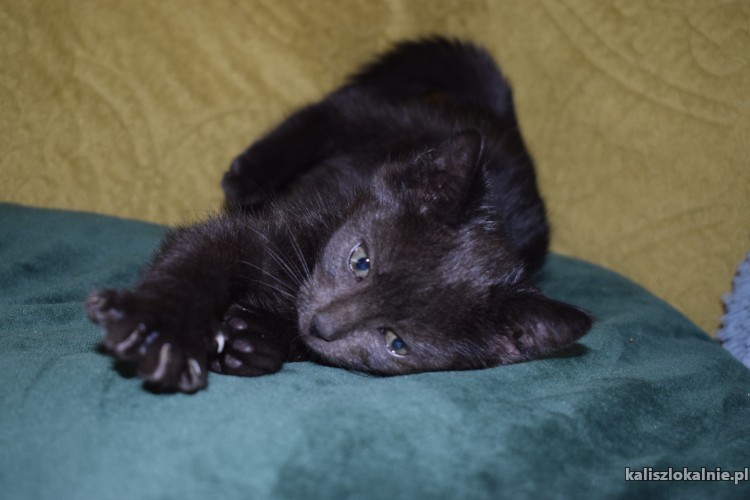 8-tygodniowe-koteczki-szukaja-kochajacych-domow-43676-kalisz-foto.jpg