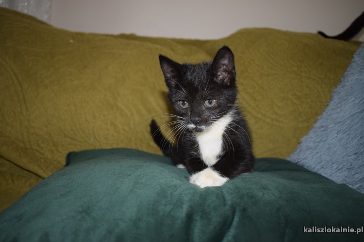 8-tygodniowe-koteczki-szukaja-kochajacych-domow-43676-kalisz.jpg
