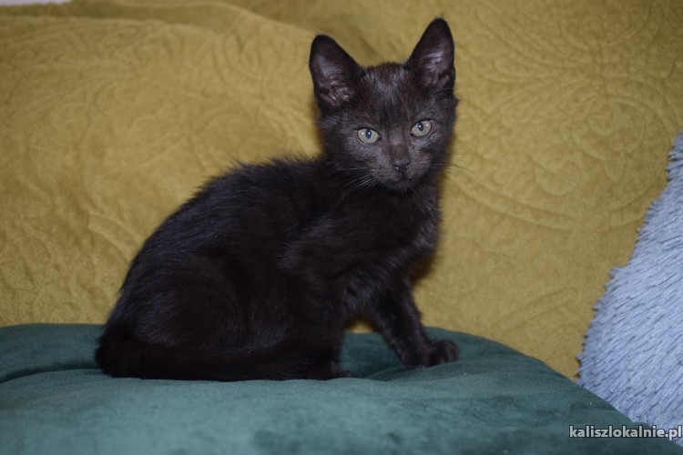 8-tygodniowe-koteczki-szukaja-kochajacych-domow-43676-koty.jpg