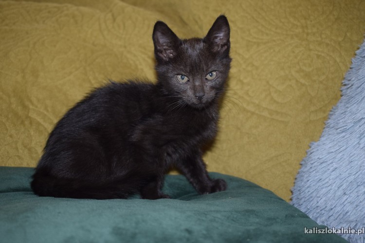 8-tygodniowe-koteczki-szukaja-kochajacych-domow-43676-sprzedam.jpg