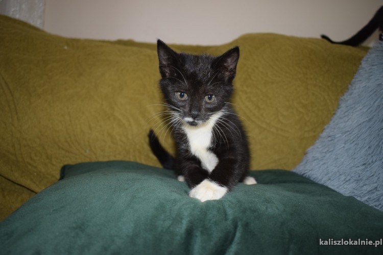 8-tygodniowe-koteczki-szukaja-kochajacych-domow-43676-zdjecia.jpg