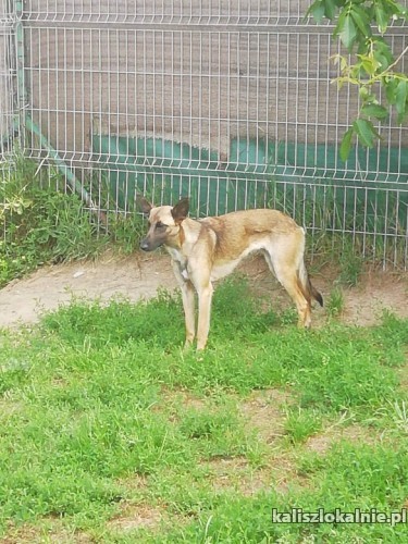 cud-malina-sunia-w-typie-malinois-szuka-domu-43746-kalisz-foto.jpg
