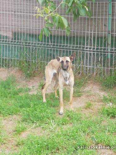 cud-malina-sunia-w-typie-malinois-szuka-domu-43746-kalisz.jpg