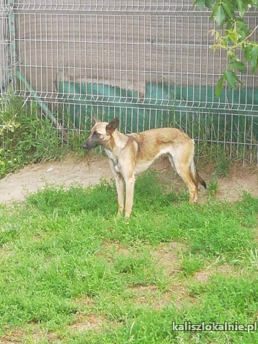 cud-malina-sunia-w-typie-malinois-szuka-domu-43746-sprzedam.jpg