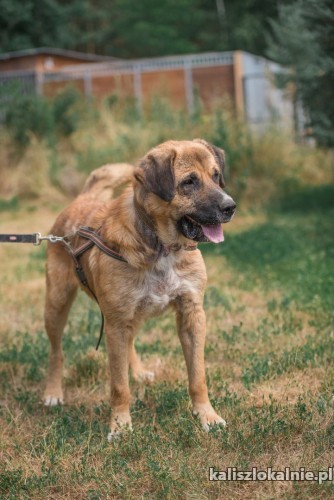 berni-mlody-silny-pies-szuka-domu-43756-kalisz-foto.jpg
