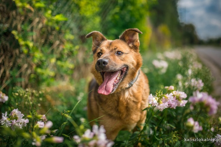rudzik-kochany-spragniony-milosci-psiak-szuka-domu-43797-kalisz-na-sprzedaz.jpg