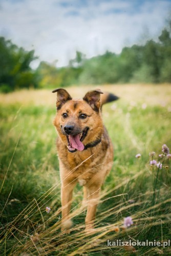 rudzik-kochany-spragniony-milosci-psiak-szuka-domu-43797-psy.jpg
