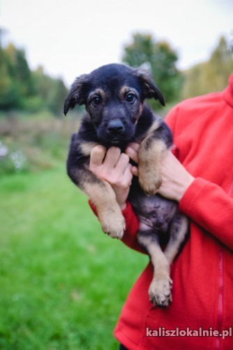 12-tygodniowe-szczeniaki-szukaja-kochajacych-domow-43941-kalisz-foto.jpg