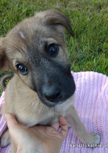 12-tygodniowe-szczeniaki-szukaja-kochajacych-domow-43941-kalisz.jpg