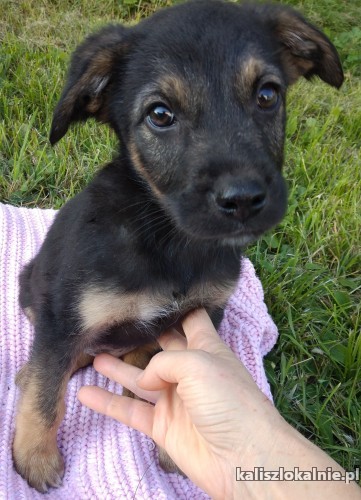 12-tygodniowe-szczeniaki-szukaja-kochajacych-domow-43941-sprzedam.jpg