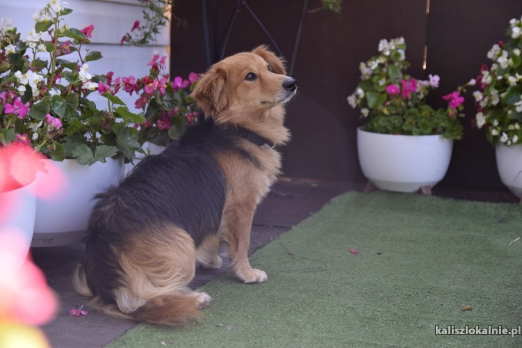 nieduzy-niko-wspanialy-psiak-szuka-kochajacego-domu-43955-kalisz.jpg