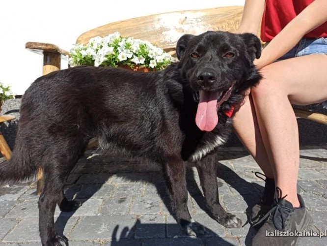 uroczy-kochany-adas-szuka-kochajacego-domu-43957-kalisz.jpg
