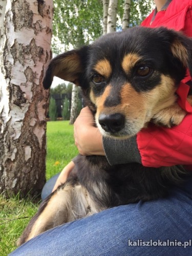 bozenka-niekonfliktowa-slodka-sunia-do-adopcji-43962-sprzedam.jpg