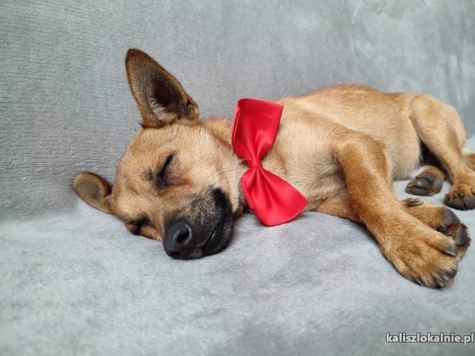 malutki-rufi-wesoly-psiaczek-szuka-domu-44013-kalisz.jpg
