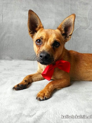 malutki-rufi-wesoly-psiaczek-szuka-domu-44013-psy.jpg