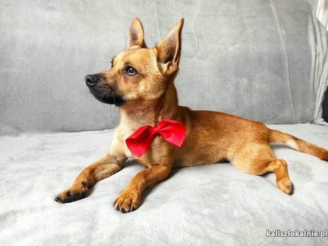 malutki-rufi-wesoly-psiaczek-szuka-domu-44013-sprzedam.jpg