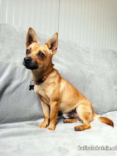 malutki-rufi-wesoly-psiaczek-szuka-domu-44013-zdjecia.jpg