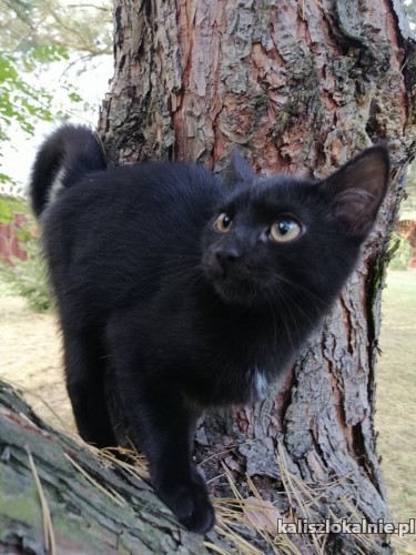 dusia-odwazna-mlodziutka-koteczka-do-pokochania-44029-kalisz.jpg