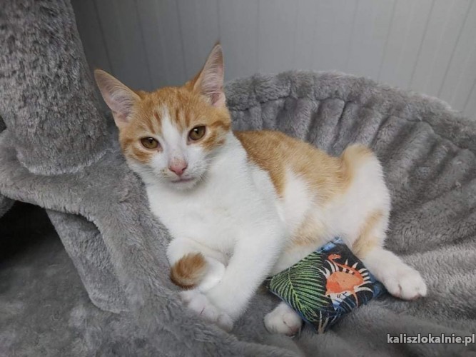 zdzisio-mlody-piekny-kocurek-szuka-domu-44068-kalisz.jpg