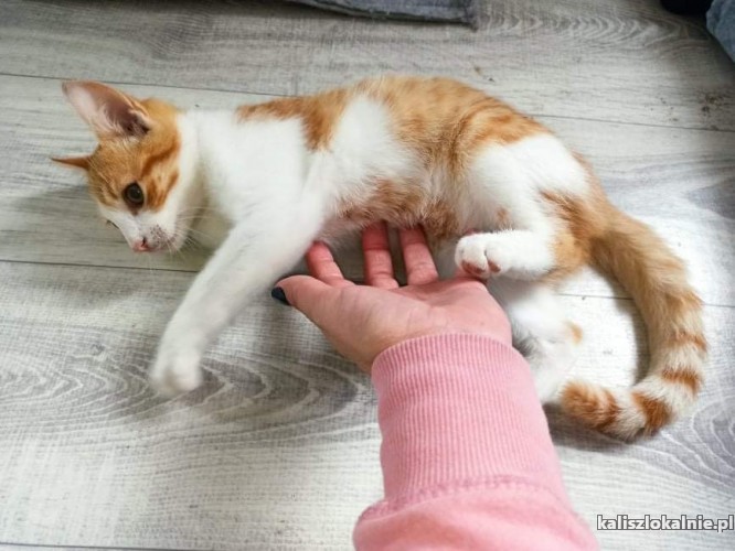 zdzisio-mlody-piekny-kocurek-szuka-domu-44068-sprzedam.jpg