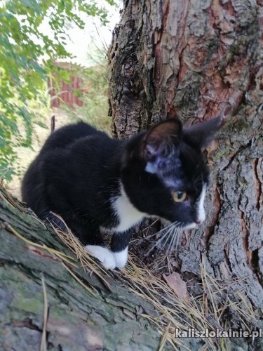 dizel-3-miesieczny-koteczek-szuka-domu-44075-kalisz.jpg